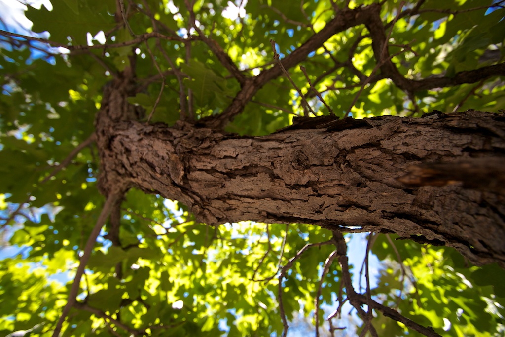 Canopy of Leaves